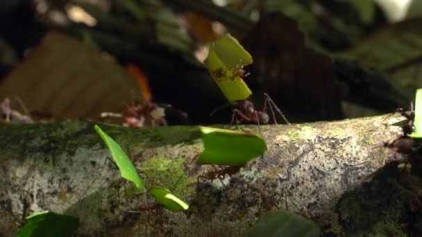 Slow Motion Video Van Bladsnijmieren Atta Met Stukjes Bladeren — Stockvideo