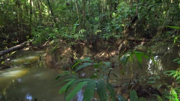 Video Van Tropisch Regenwoud Rivierstroming Ecuadoriaans Amazonegebied — Stockvideo