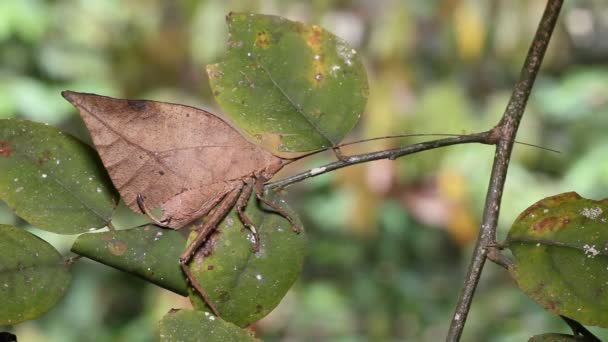 Leaf Imitiert Katydid Regenwald Ecuador Natur Video — Stockvideo