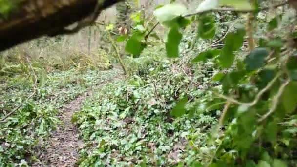 Temblando Vídeo Caminando Por Camino Bosque Con Árboles — Vídeos de Stock