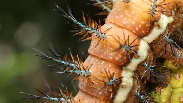 Video Von Larve Einer Automeris Motte Saturniidae Giftigen Brennhaaren Ecuadorianischem — Stockvideo