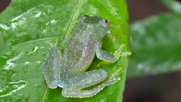 Video Resplandeciente Rana Cochran Cochranella Resplendens Agacharse Amazonas Ecuatorianas — Vídeo de stock