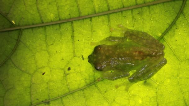 Cokran Frog Cochranella Resplendens Crouching Ecuadorian Amazon — 비디오