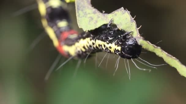 Відео Сайті Amazonian Geometrid Caterpillar Ecuadorian Amazon — стокове відео