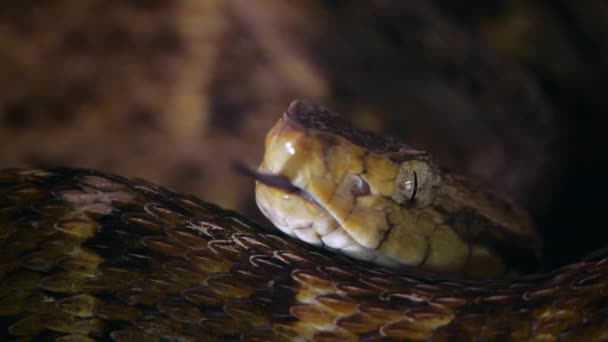 Fer Lance Snake 의느린 움직임 비디오 Bothrops — 비디오