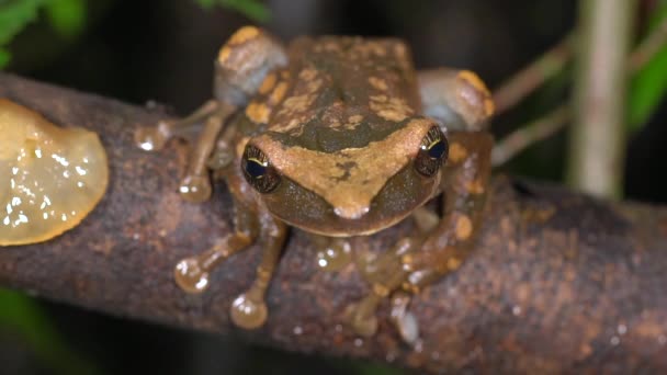 Video Von Braunem Frosch Der Natur — Stockvideo