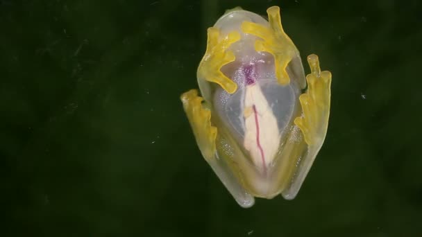 Bottenvy Video Transparent Groda Glasgroda Vitreorana Oyampiensis — Stockvideo