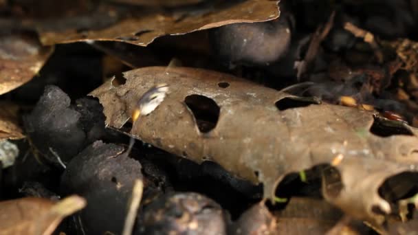 在厄瓜多尔亚马逊的热带雨林里 蚂蚁奔跑的视频 — 图库视频影像