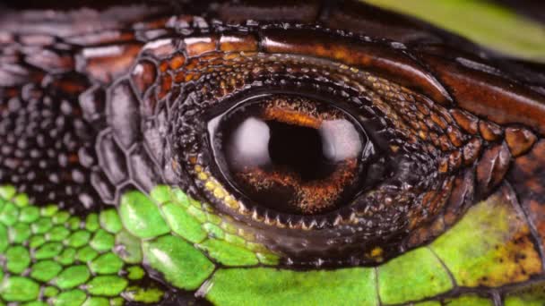 Orman Kırbaç Kertenkelesi Kentropyx Leğen Kemiği Bipleri Yavaş Çekimde Göz — Stok video
