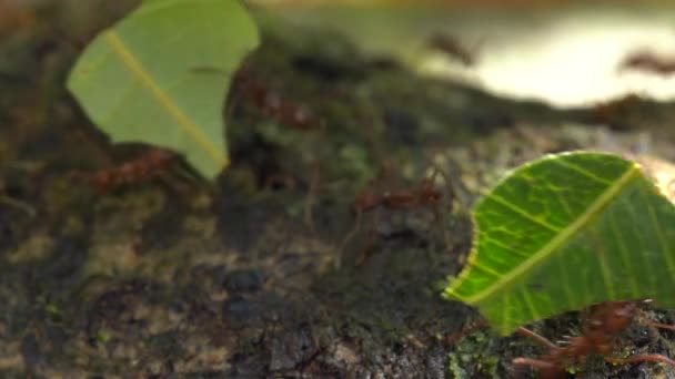 가위개미의 움직임 비디오 나뭇잎을 운반하는 바삭바삭 — 비디오
