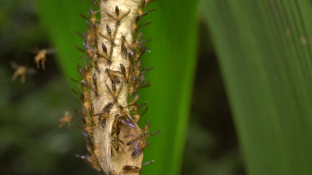 Avispas Polybia Insectos Nido Video — Vídeos de Stock