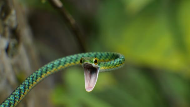 Видео Parrot Snake Leptophis Ahaetulla Эквадорская Амазонка — стоковое видео