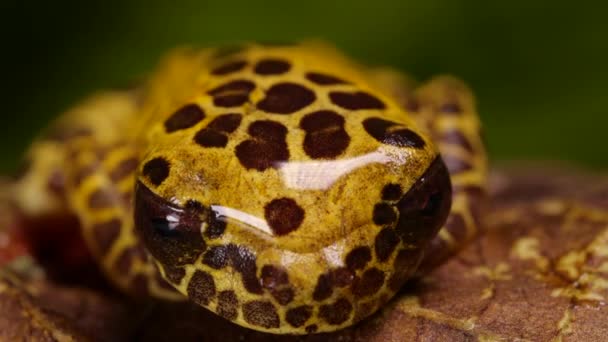 Harlequin Poison Frog Oophaga Atica Video Frog — стоковое видео