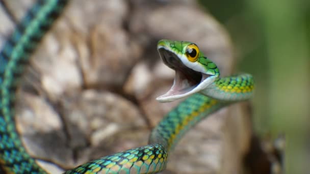 Parrot Snake Leptophis Haetulla エクアドルのアマゾンのビデオ — ストック動画