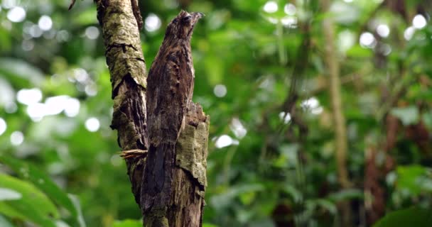 Video Des Potoo Vogels Auf Baum Regenwald Ecuador — Stockvideo