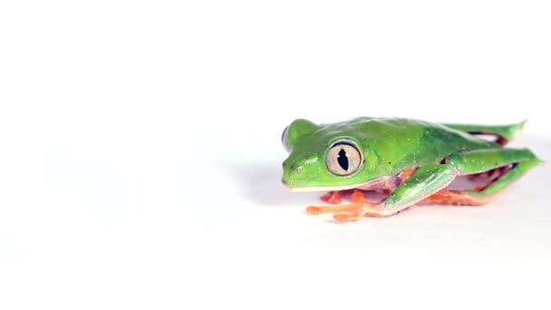 Vídeo Tiger Striped Leaf Frog Phyllomedusa Tomopterna Superfície Branca — Vídeo de Stock