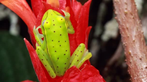 Video Rana Flor Planta Roja Spotted Treefrog Hypsiboas Punctatus — Vídeos de Stock