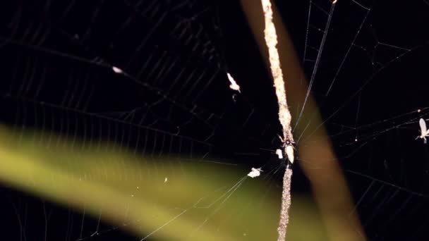 Ιστό Αράχνης Στο Υπόγειο Τροπικό Δάσος Στον Αμαζόνιο Του Εκουαδόρ — Αρχείο Βίντεο