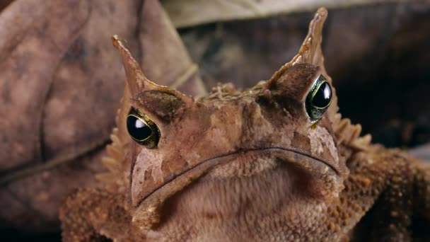 褐冠森林蟾蜍的特写视频 Rhinella Naquaritifera Frog — 图库视频影像