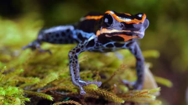 Відео Reticulated Poison Frog Ranitomeya Ventrimaculata — стокове відео