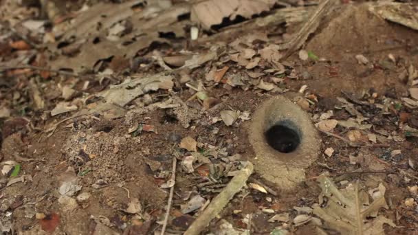 Video Eingang Zum Meliponin Bienennest Loch Nistboden Tropischer Regenwald Ecuador — Stockvideo