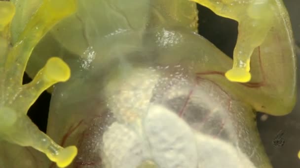 Video Genomskinlig Groda Andning Glasgroda Vitreorana Oyampiensis — Stockvideo