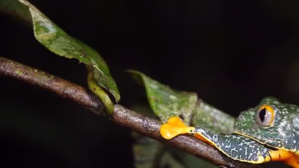 Video Van Amazon Leaf Frog Cruziohyla Craspedopus — Stockvideo
