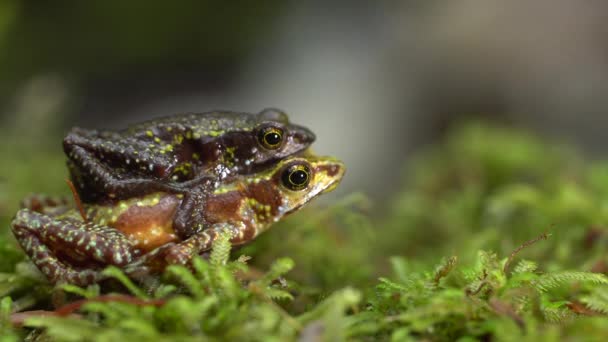 Video Von Frosch Tierischer Reptilienechse — Stockvideo