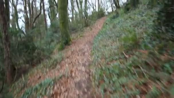 secouer vidéo, marcher sur le chemin de chemin dans la forêt avec des arbres 
