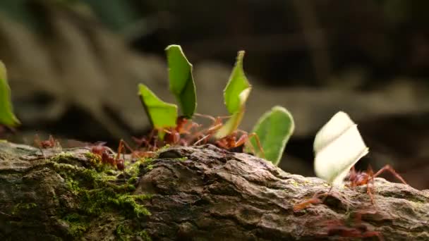 Time Lapse Video Levélvágó Hangyák Atta Giving Levelek Darabok Mentén — Stock videók