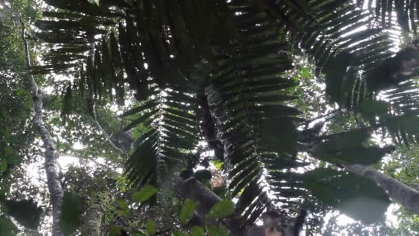 Video Follaje Verde Del Bosque Hojas Verdes — Vídeos de Stock
