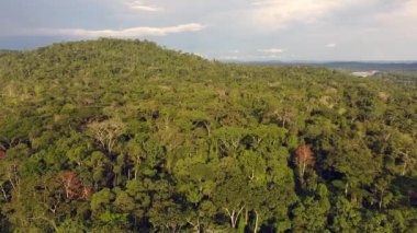 Orman manzarası, ağaçlar ve gökyüzü üzerine video 