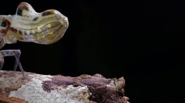 Video, Fener Böceği, Fulgora laternaria, Fulgoridae ailesi Ekvador, yağmur ormanlarında bir dal boyunca yürür.
