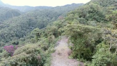 Doğa videosu, vahşi orman manzarasında patika yolu. 