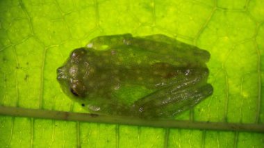 Resplendent Cochran Frog, Cochranella Parlendens, çömelmiş, Ekvador Amazonu 