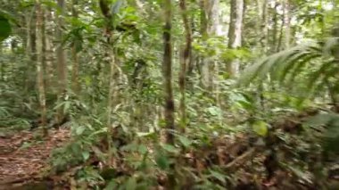 Yeşil orman yeşillikleri ve yeşil yapraklar arasında hareket eden video 