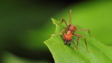 Yeşil yapraklı karınca videosu, kapat