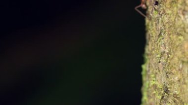 Yakın plan karıncaların yavaş videosu  