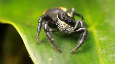 Atlayan örümcek, Salticidae ailesi, video. 