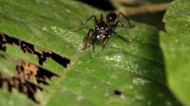 Bullet Ant ya da Conga Ant, Paraponera Clavata 'nın yeşil yaprak üzerindeki videosu