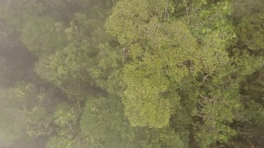 Ekvador Amazon, Rio Shiripuno 'da şafakta sisli tropikal yağmur ormanlarının insansız hava aracı videosu
