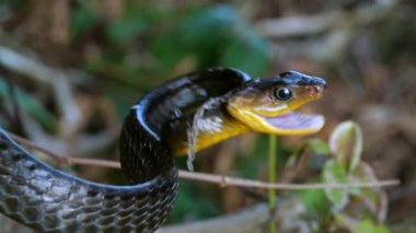 Chironius exoletus 'un ağır çekim videosu. 