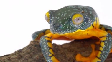 Amazon Yaprak Kurbağası, Cruziohyla Craspedopus, yavaş çekim videosu, stüdyo çekimi