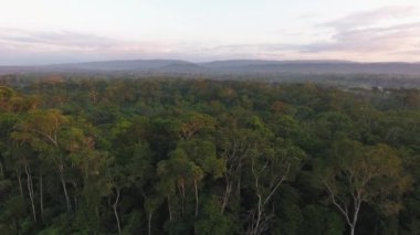 Hava manzarası, ormandaki yeşil ağaçların üzerinde uçan insansız hava aracı, gün batımında video. 