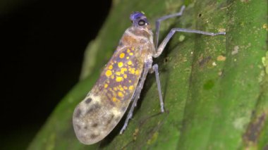 Hemipteran böcek familyası Fulgoridae 'nin yağmur ormanlarındaki bir yaprağın üzerindeki videosu, Ekvador