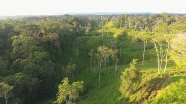 Hava görüntüsü, ağaçlı orman manzarasının insansız hava aracı videosu 