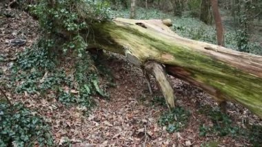 Kırık ağaçların fırtına üstüne fırtına, çevre florası videosu