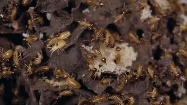 Time Lapse Video Nasute Termites Defending Break Nest Tropical Rainforest — Stock Video