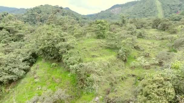Letecké Video Letní Zelené Krajiny Trávou Stromy Kopci — Stock video