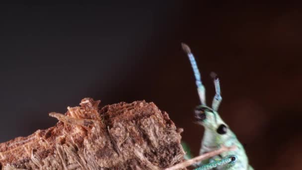 Glitter Weevil bug, Compsus sp, Une espèce vert vif de l'Amazonie équatorienne, cristaux photoniques à l'intérieur des écailles du corps
